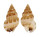 NASSARIIDAE HINIA COSTULATA shell
