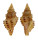 MURICIDAE MURICOPSIS CRISTATUS shell