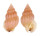 NASSARIIDAE HINIA INCRASSATUS shell