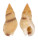 NASSARIIDAE HINIA INCRASSATUS shell