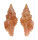 MURICIDAE MURICOPSIS CRISTATUS shell