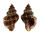 MURICIDAE OCINEBRINA EDWARDSI shell