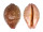 CYPRAEIDAE LEPOCYPRAEA MAPPA PANERYTHRA shell