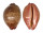 CYPRAEIDAE LEPOCYPRAEA MAPPA PANERYTHRA shell