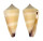 CONIDAE CONUS FURVUS NEOBUXEUS shell