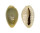 CYPRAEIDAE MONETARIA ANNULUS ROSTRATE shell