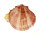 SPONDYLIDAE SPONDYLUS OCCIDENS shell