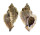 MURICIDAE MUREX BURNETTI COREANICA shell