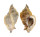MURICIDAE MUREX BURNETTI COREANICA shell