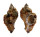 MURICIDAE MUREX BURNETTI COREANICA shell