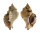 MURICIDAE MUREX BURNETTI COREANICA shell