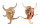 STROMBIDAE LAMBIS CHIRAGRA shell