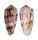 CONIDAE CONUS FLOCCATUS shell