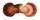 PECTINIDAE CHLAMYS FARRERI shell