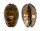 CYPRAEIDAE MAURITIA ARABICA shell