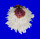 SPONDYLIDAE SPONDYLUS VARIANS shell