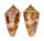 CONIDAE CONUS ERICMONNIERI shell