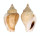 STROMBIDAE STROMBUS CANARIUM shell