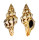 FASCIOLARIIDAE LATIRUS POLYGONUS shell