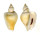 STROMBIDAE STROMBUS CANARIUM shell