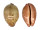 CYPRAEIDAE LEPOCYPRAEA MAPPA PANERYTHRA shell