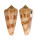 CONIDAE CONUS NEPTUNUS shell