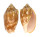 VOLUTIDAE CYMBIOLA VESPERTILIO shell