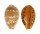 CYPRAEIDAE PALMADUSTA ZICZAC shell