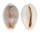 CYPRAEIDAE EROSARIA BOIVINI shell