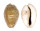 CYPRAEIDAE EROSARIA TURDUS WINCKWORTHI shell