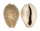 CYPRAEIDAE EROSARIA TURDUS WINCKWORTHI shell