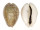 CYPRAEIDAE EROSARIA TURDUS WINCKWORTHI shell