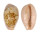 CYPRAEIDAE ZONARIA PETITIANA shell