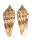 CONIDAE CONUS AUSTRALIS DUPLICATUS shell