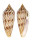 CONIDAE CONUS AUSTRALIS DUPLICATUS shell