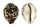 CYPRAEIDAE CYPRAEA TIGRIS shell