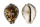 CYPRAEIDAE CYPRAEA TIGRIS shell