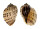 HARPIDAE HARPA ARTICULARIS shell