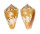 CONIDAE CONUS MAURICIOI shell