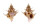 CORALLIOPHILIDAE BABELOMUREX DIADEMA shell