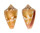 CONIDAE CONUS MAURICIOI shell