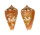 CONIDAE CONUS MAURICIOI shell