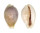 CYPRAEIDAE EROSARIA MILIARIS MILIARIS shell