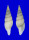 MITRIDAE VEXILLUM cf. ALVINOBALANI shell