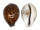 CYPRAEIDAE CYPRAEA TIGRIS PARDALIS shell