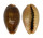 CYPRAEIDAE ERRONEA OVUM shell