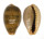 CYPRAEIDAE ERRONEA OVUM shell
