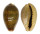 CYPRAEIDAE ERRONEA OVUM shell
