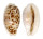 CYPRAEIDAE CYPRAEA CRIBRARIA shell