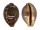 CYPRAEIDAE LEPOCYPRAEA MAPPA shell